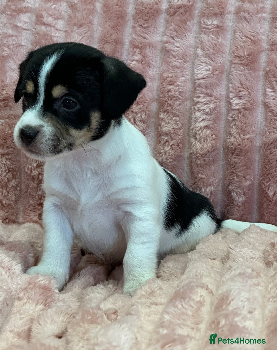 Jack Russell dogs for sale: Quality litter of beautiful Jack Russell puppies  - Image 11