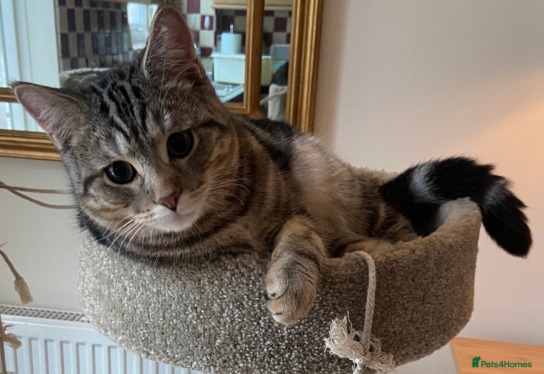 Mixed Breed cats Persian mix 7 month old kitten 💙 - Advert 17