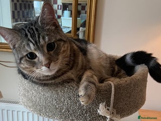 Mixed Breed cats Persian mix 7 month old kitten 💙 - Advert 18