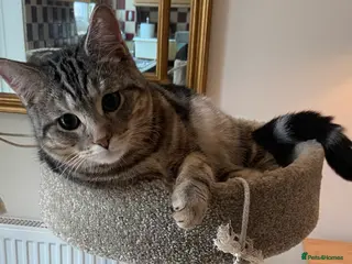 Mixed Breed cats *SOLD* Persian mix 7 month old kitten 💙 - Advert 19