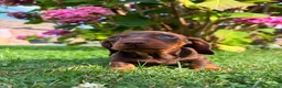 Miniature Dachshund dogs for sale: Kc reg, health tested,miniature dachshund puppies  - Advert 4