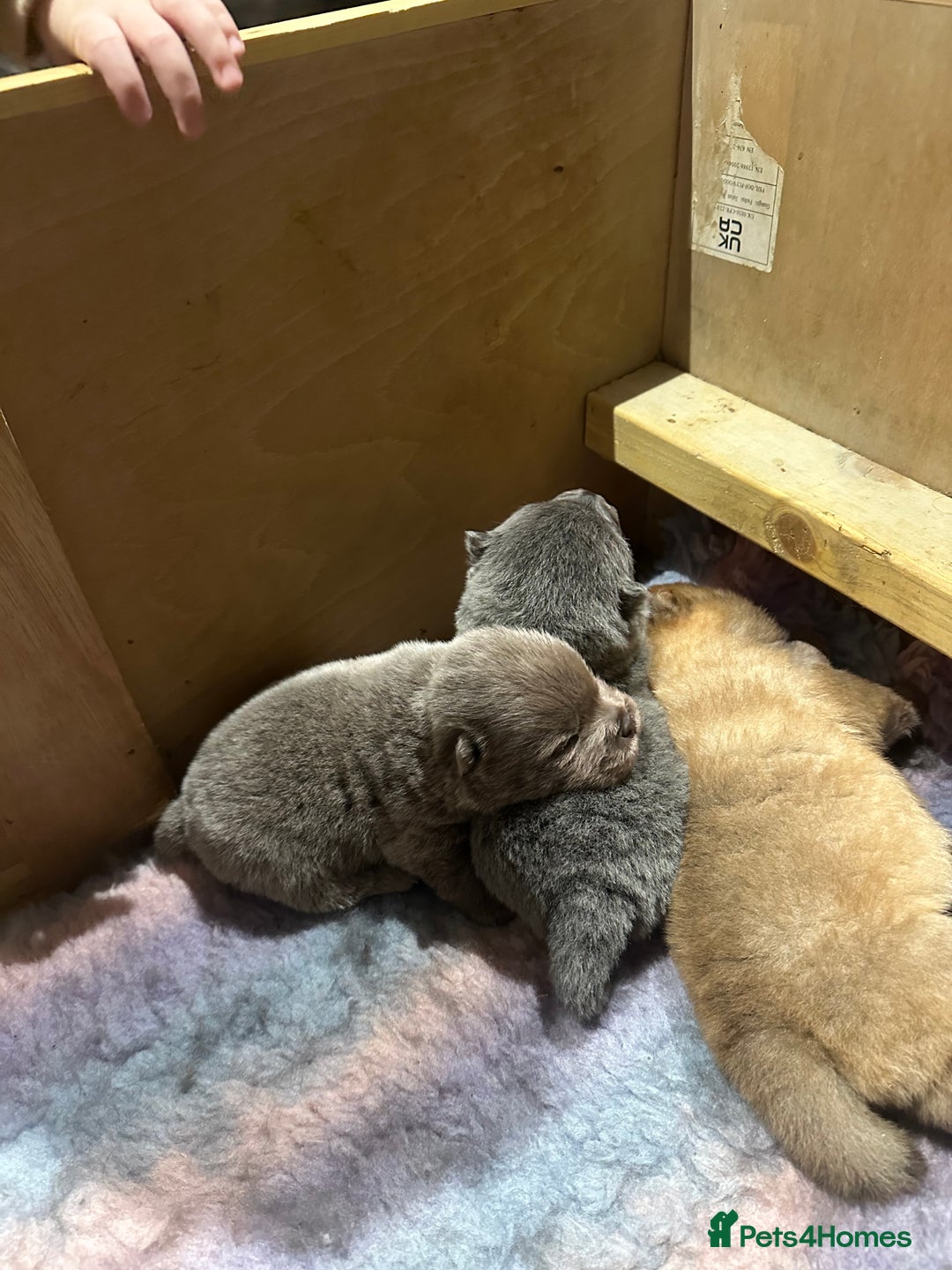 Chow Chow dogs for sale: Chow chow babies  - Advert 4