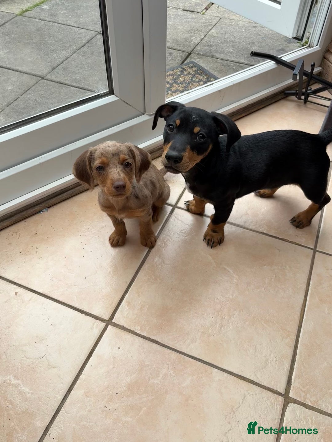 Dachshund dogs for sale: 2 lovely pups looking for a forever home asap - Image 4