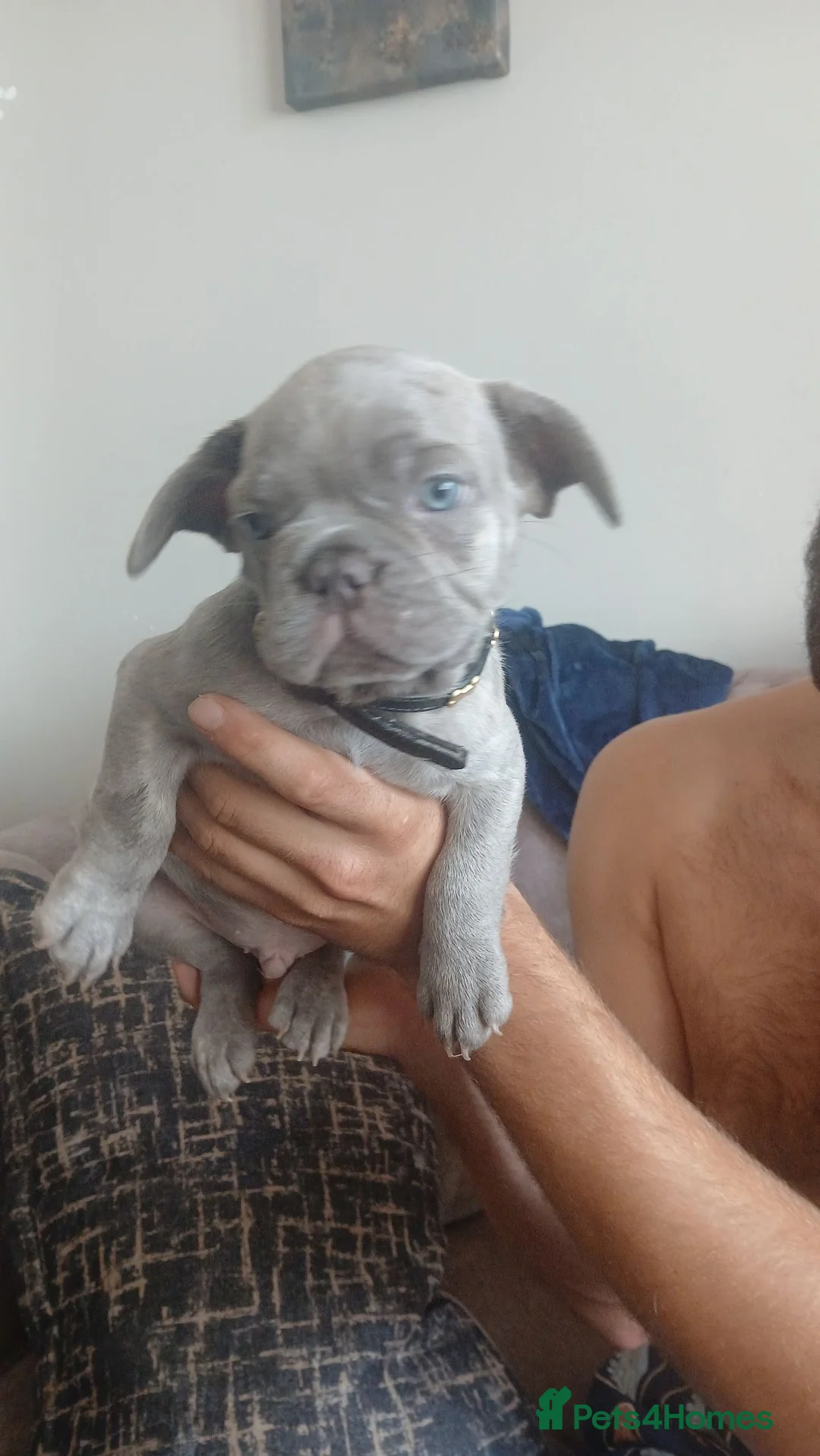 French Bulldog dogs for sale: French bulldogs  - Advert 10
