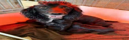 Cocker Spaniel dogs for sale: Game Keeper Bred Working Cocker Spaniel Puppies - Advert 8