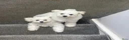 Bichon Frise dogs for sale: 100%pureBichon frise,health tested-clear!!! - Advert 21