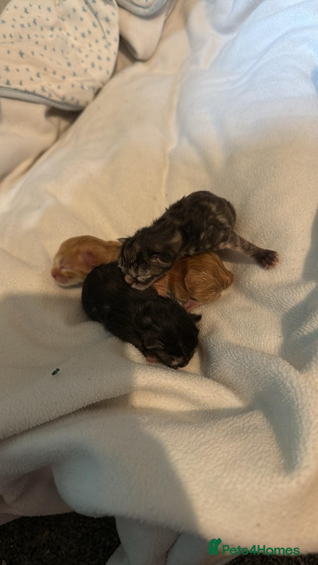 Mixed Breed cats for sale: 3 beautiful maincoon cross kittens  - Image 8
