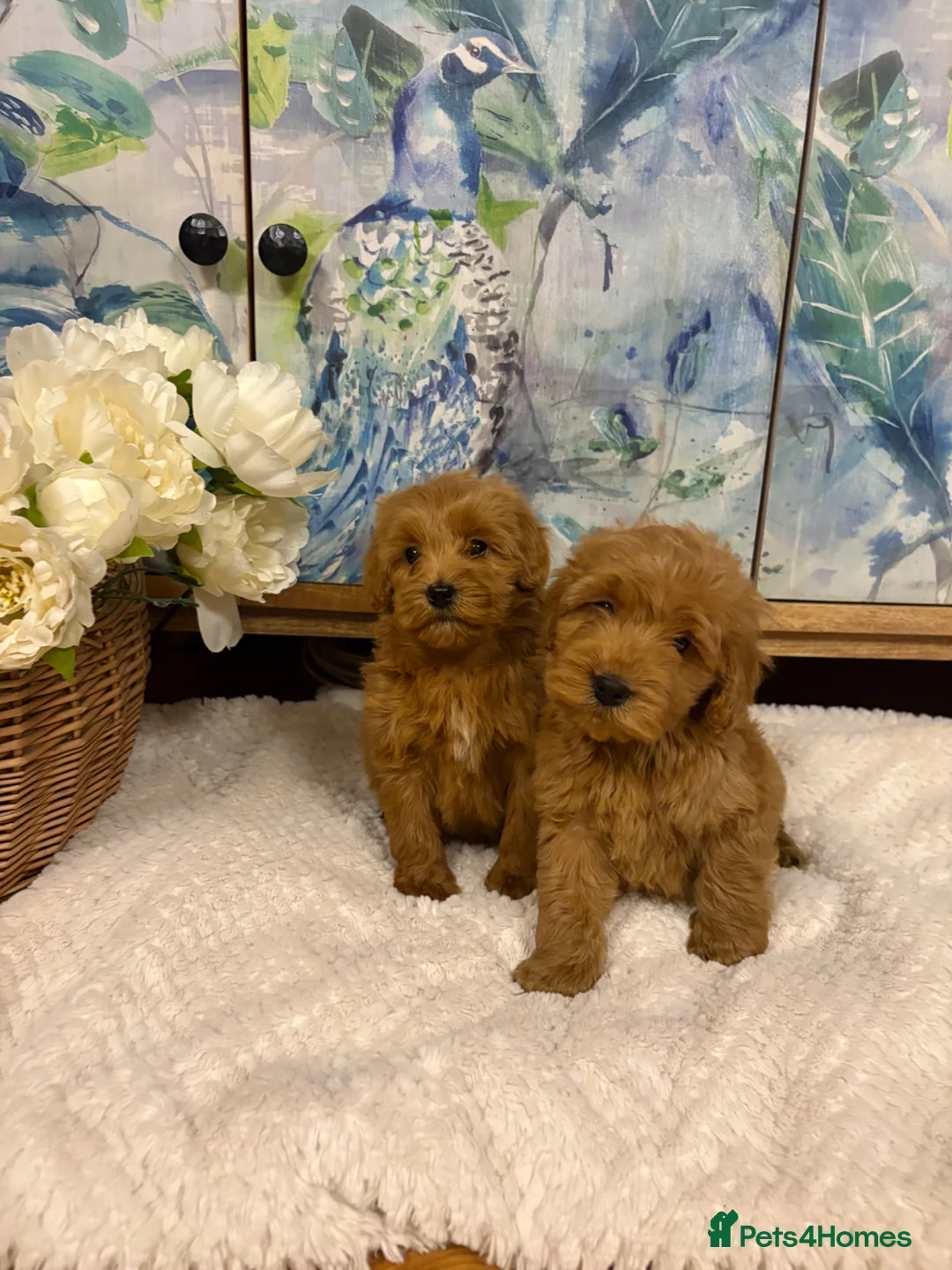 Cockapoo dogs for sale: Cockapoo F1 show type pups, PRIZEWINNING LINES  in Wellington - Advert 5