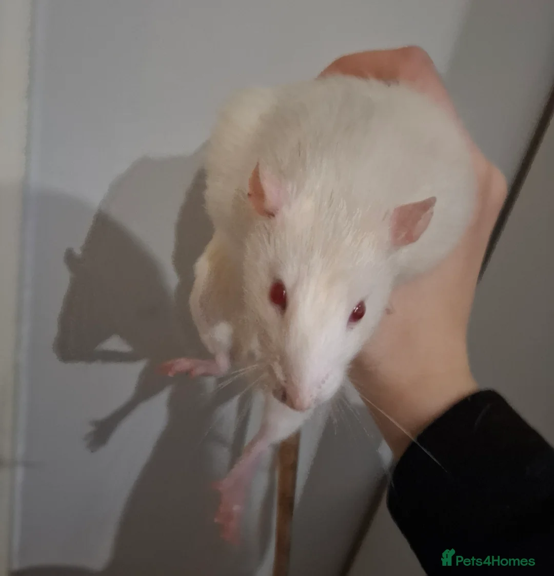 Rat rodents for sale: 3 male rats for sale - Advert 3