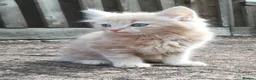 Mixed Breed cats for sale: AMAZING, BEAUTIFUL, CLEVER, HEALTHY KITTENS - Advert 11