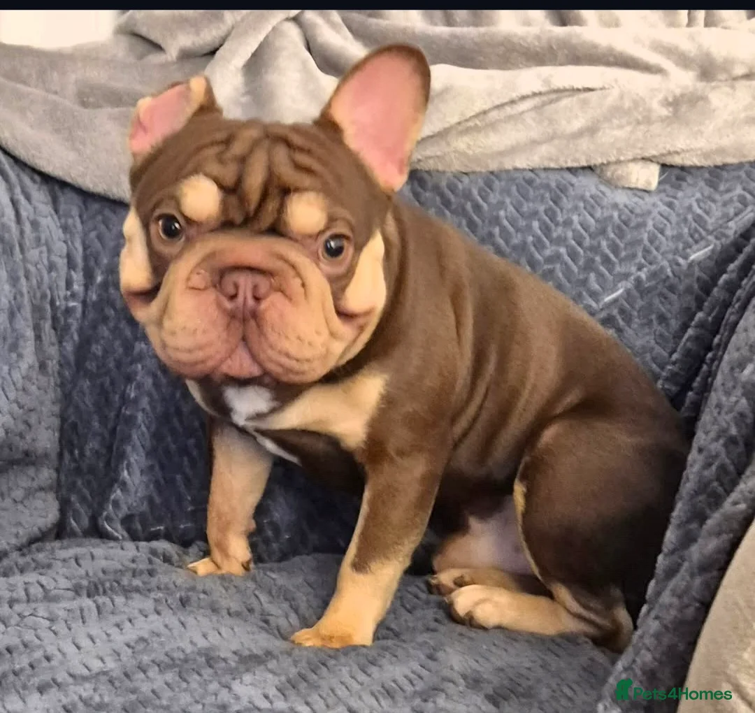French Bulldog dogs for sale: Rojo and tan french bulldog  - Advert 2