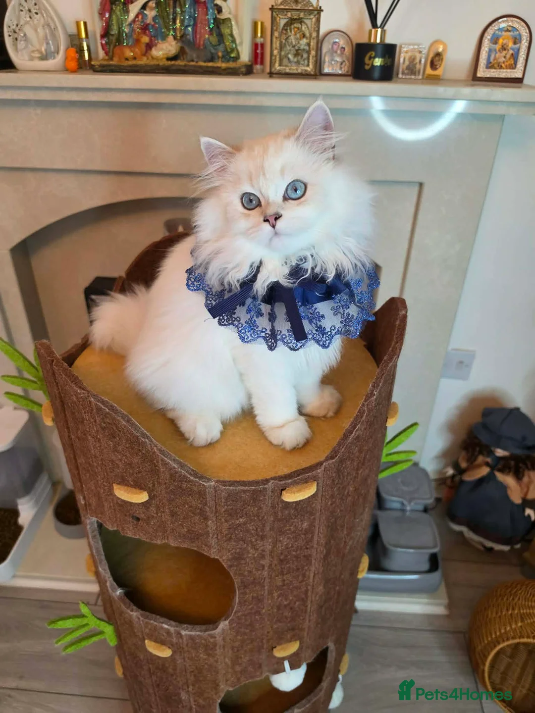 British Longhair cats for sale: Champion Line British Longhair Cats - Advert 2