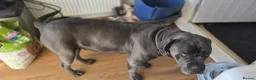 Cane Corso dogs for sale: CANE CORSO.  - Advert 15
