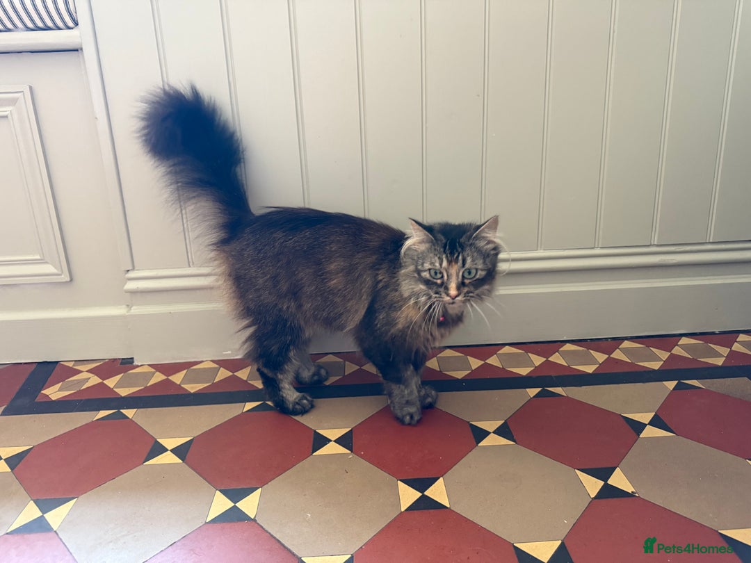 Maine Coon cats for sale: Beautiful Maine Coon X looking for a new home  - Image 8
