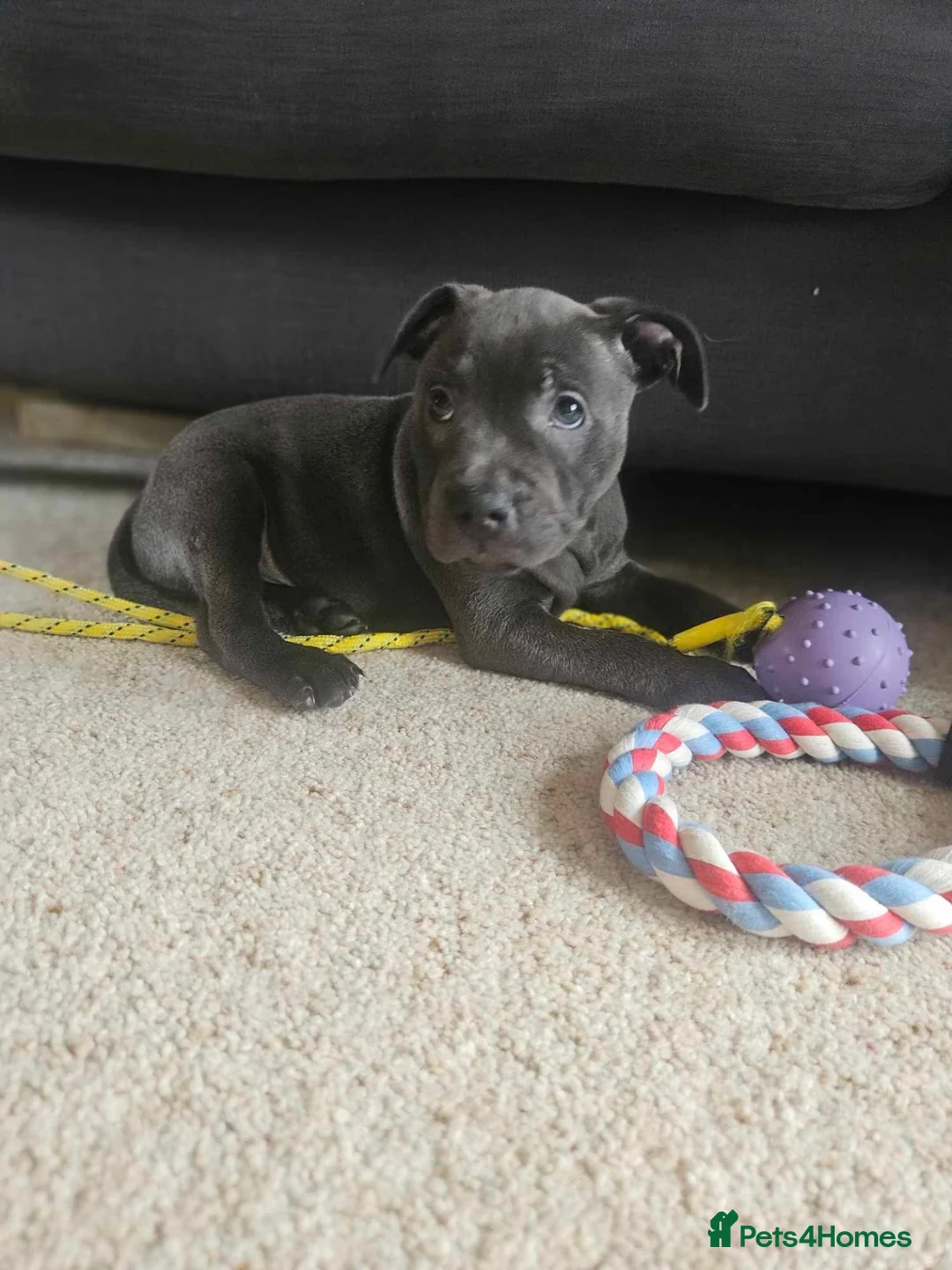 Staffordshire Bull Terrier dogs for sale: Blue Staffordshire Bull Terrier Female  in Stoke-on-Trent - Advert 1