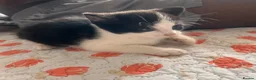 Mixed Breed cats for sale: Kittens  - Advert 24