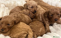 Cockapoo dogs for sale: Cockapoo puppy’s  - Image 2