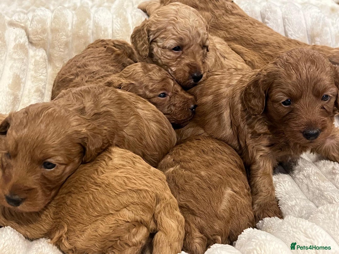 Cockapoo dogs for sale: Cockapoo puppy’s  - Image 2