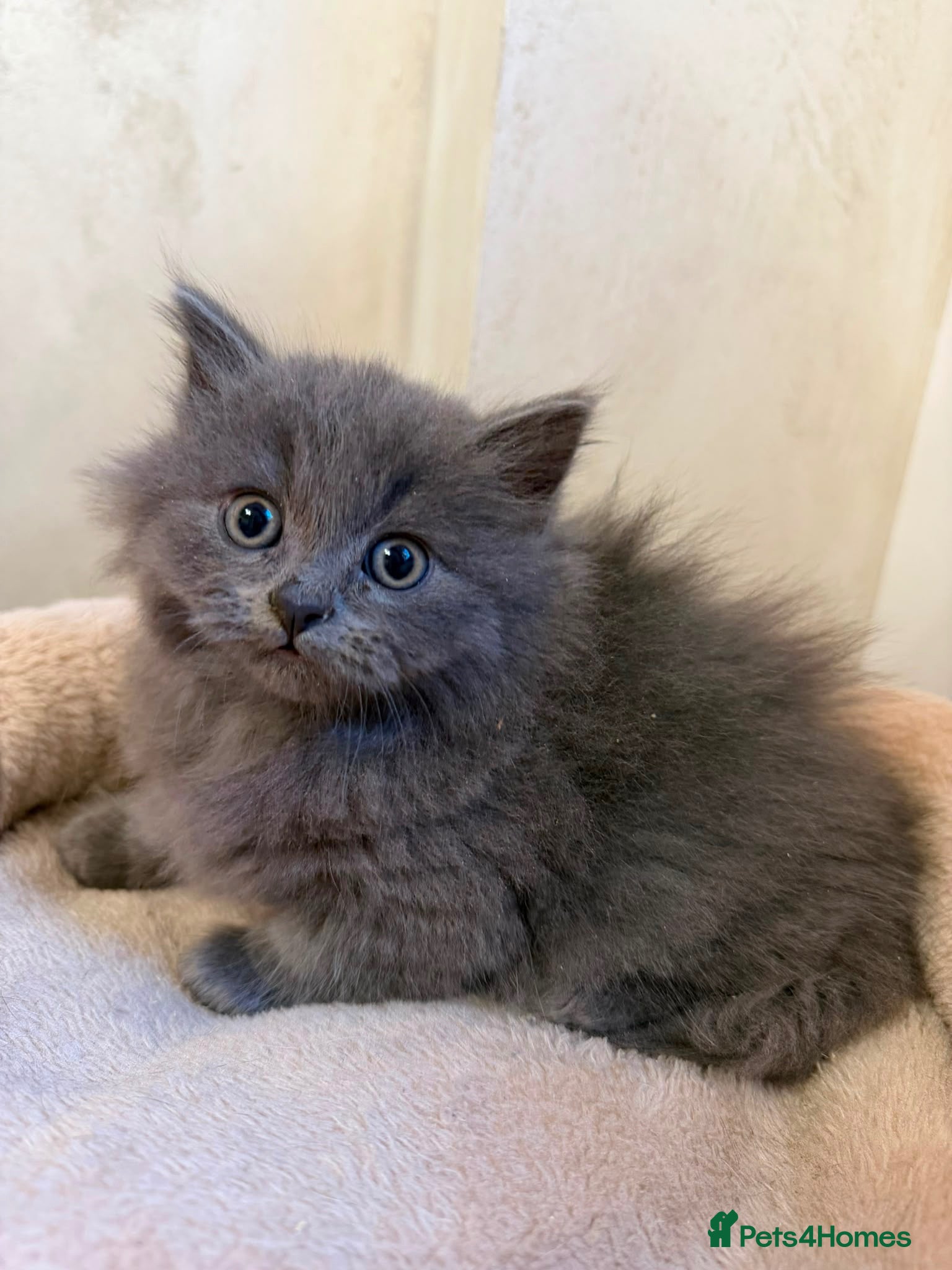 Mixed Breed cats BSH CROSS KITTENS  - Advert 2