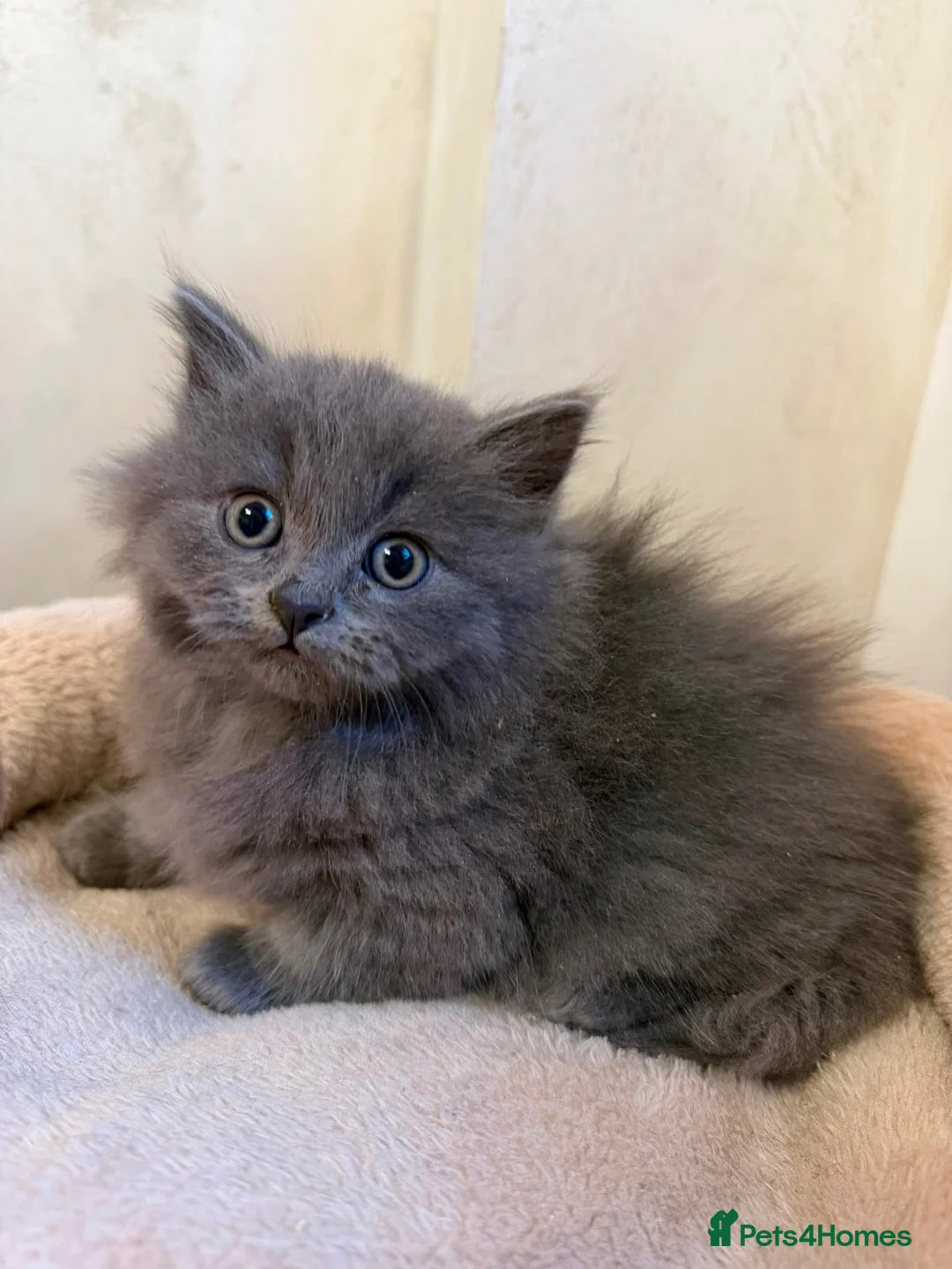 Mixed Breed cats for sale: BSH CROSS KITTENS  in Peterborough - Advert 2