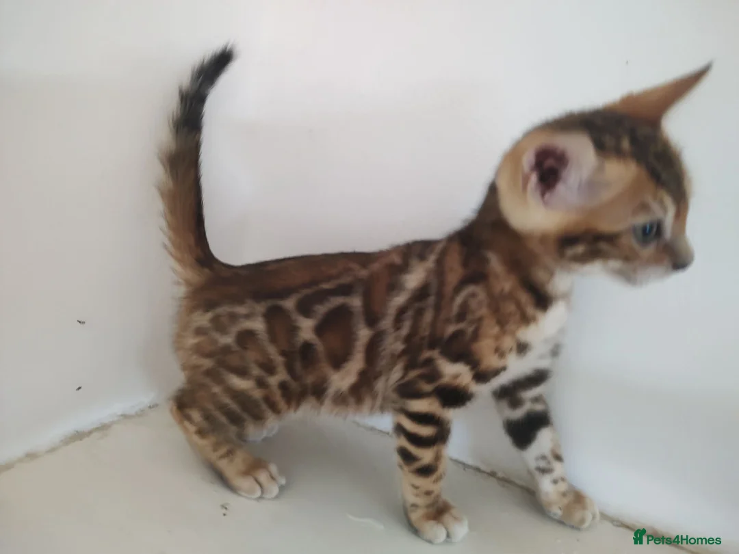 Bengal cats for sale: Bengal kittens - Advert 2