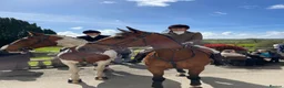 Irish Sports horses for sale: Clover 🍀  - Advert 3