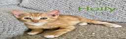 Mixed Breed cats for sale: Kittens for sale  in Hungerford - Advert 10