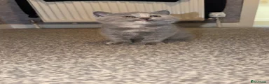 British Shorthair 1