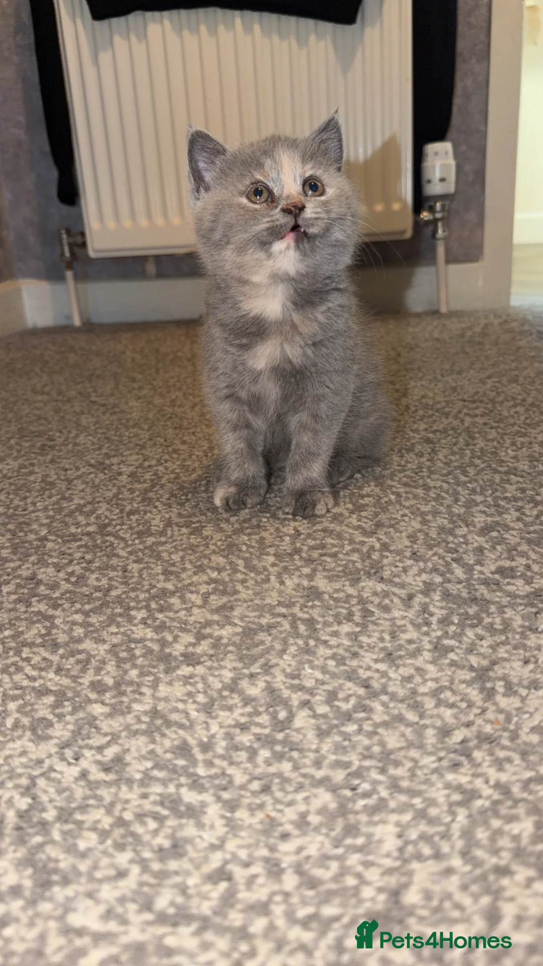 British Shorthair cats for sale: British short hair  - Advert 2