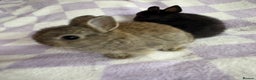 Netherland Dwarf rabbits for sale: 3 agouti netherland dwarf girls left  - Advert 3