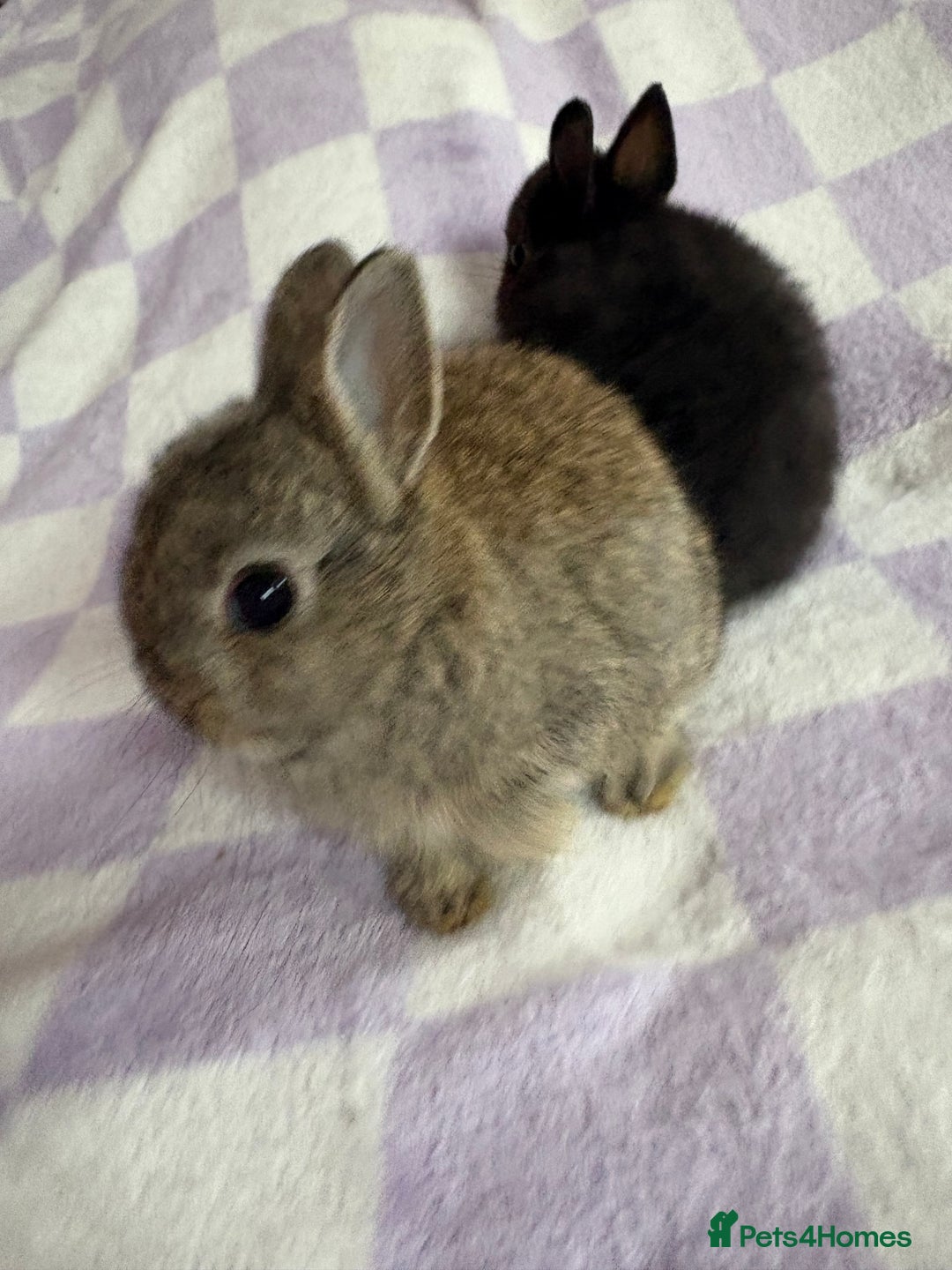 Netherland Dwarf rabbits for sale: 3 agouti netherland dwarf girls left  - Advert 3