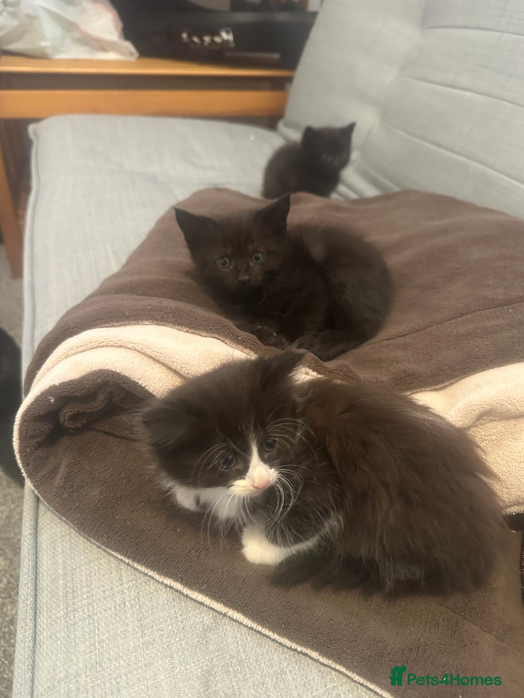 Mixed Breed cats for sale: PLS READ ADVERT! Black boy kittens  - Image 6