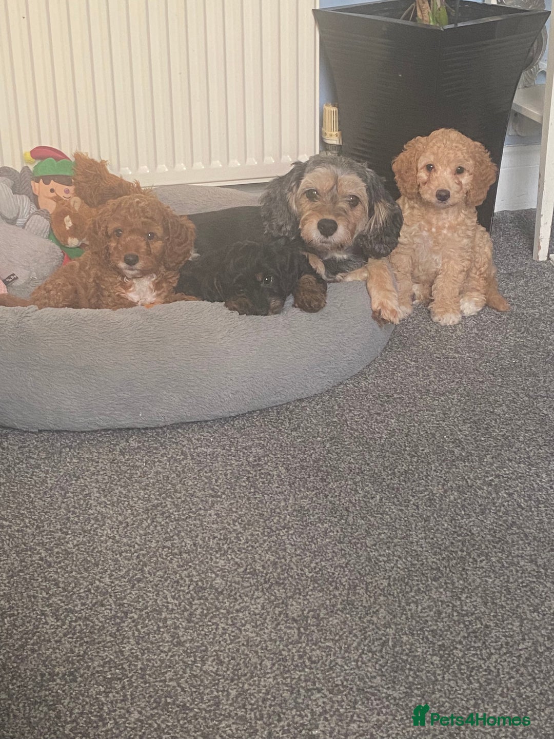 Cockapoo dogs for sale: ADD UPTO DATEREAD IN FULL  - Advert 1