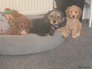 Cockapoo dogs ADD UPTO DATEREAD IN FULL - Advert 15