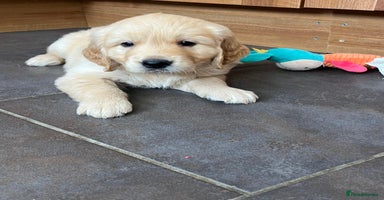 Golden Retriever dogs - Advert 1