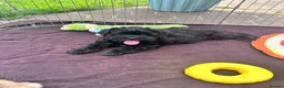 Lhasapoo dogs for sale: Lhasapoo puppies ready now!! - Advert 2