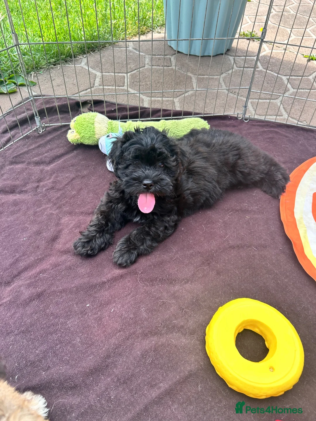 Lhasapoo dogs for sale: Lhasapoo puppies ready now!! - Advert 2