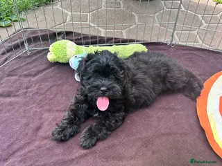 Lhasapoo dogs Lhasapoo puppies ready now!! - Advert 6
