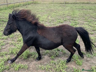 Shetland pony horses - Advert 1