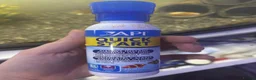 Tetras fish for sale: Fish and tank for sale  in Dover - Advert 6