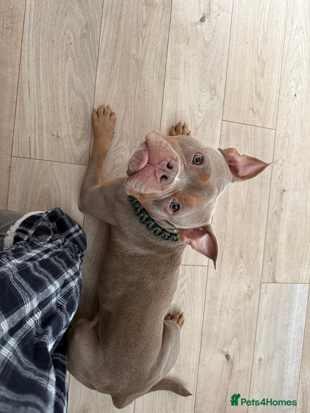 Mixed Breed dogs for sale: Beautiful American Bulldog x for Rehome - Image 7