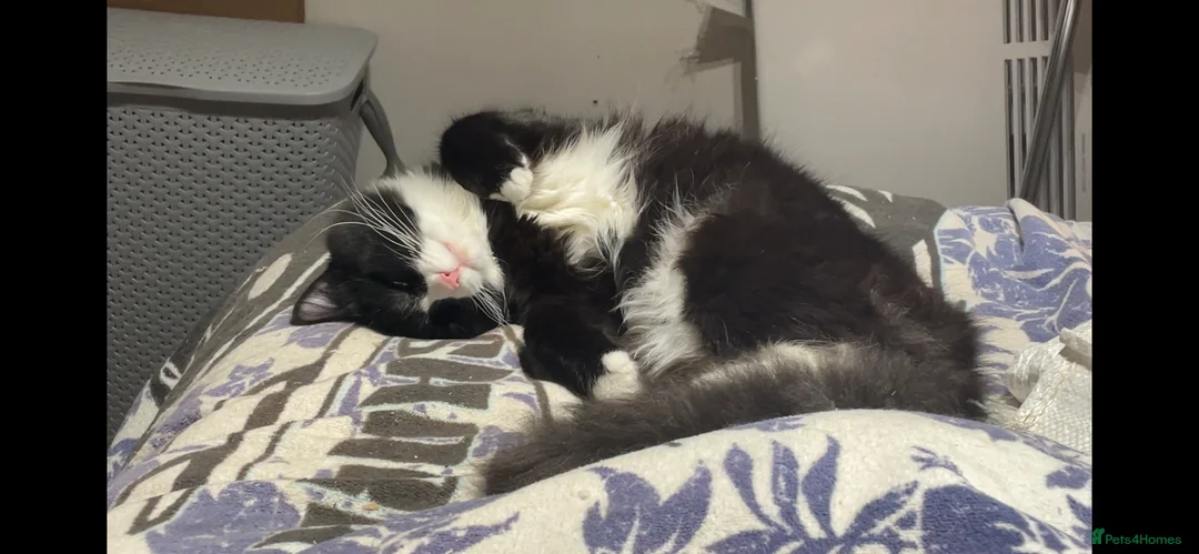 Norwegian Forest Cat cats for sale: Michu-Michu Handsome Boy - Advert 3