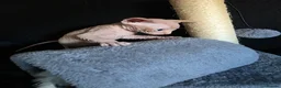 Sphynx cats for sale: Beautiful Canadian Sphynx Kittens Available 💎 - Advert 11