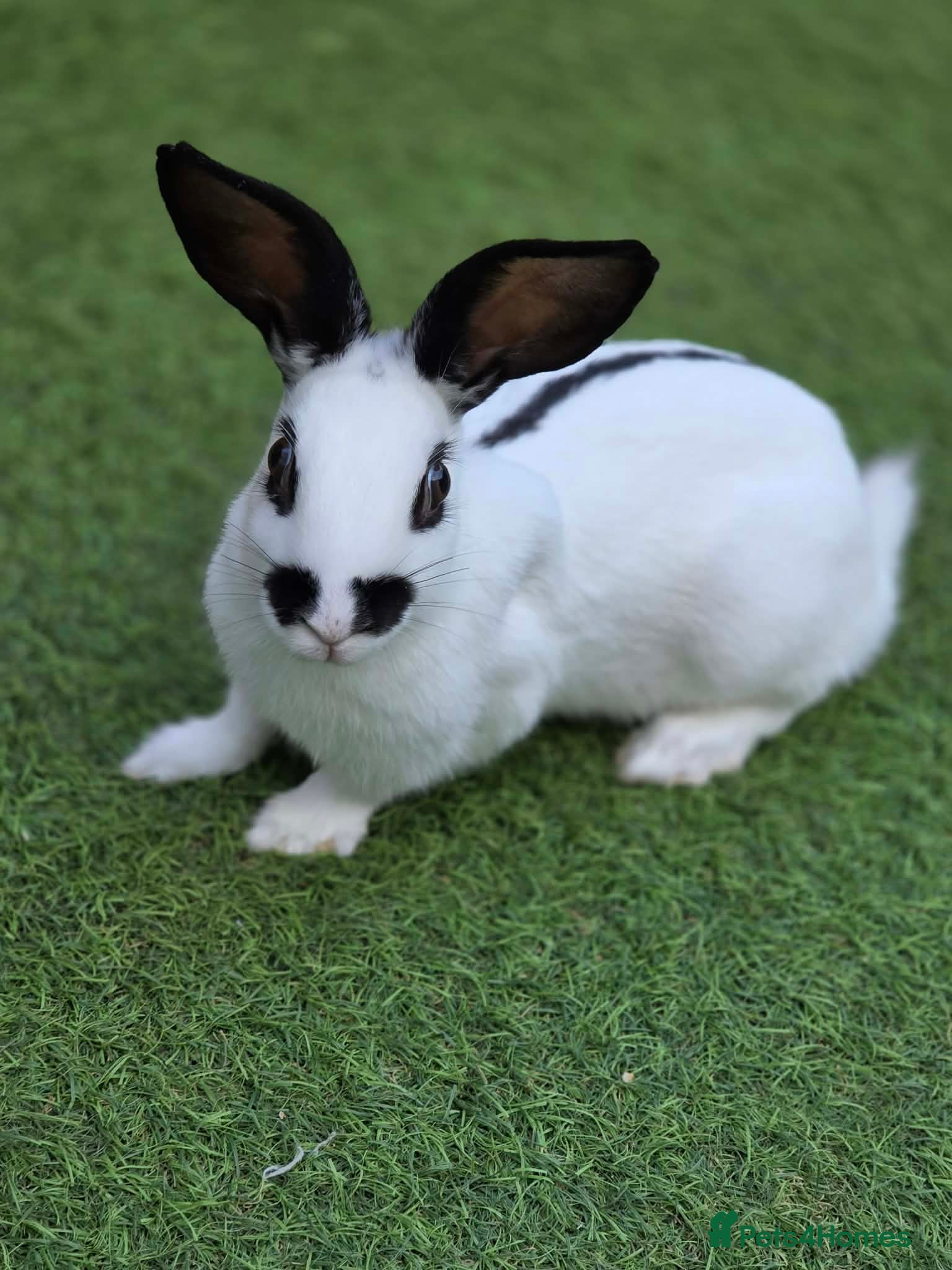 English Spot rabbits Charlie English spotted female - Advert 2