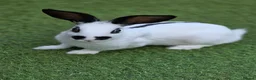 English Spot rabbits for sale: Charlie English spotted female - Advert 1