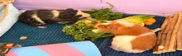 Guinea Pig rodents for sale: Bonded female guinea pigs for sale with cage - Advert 2