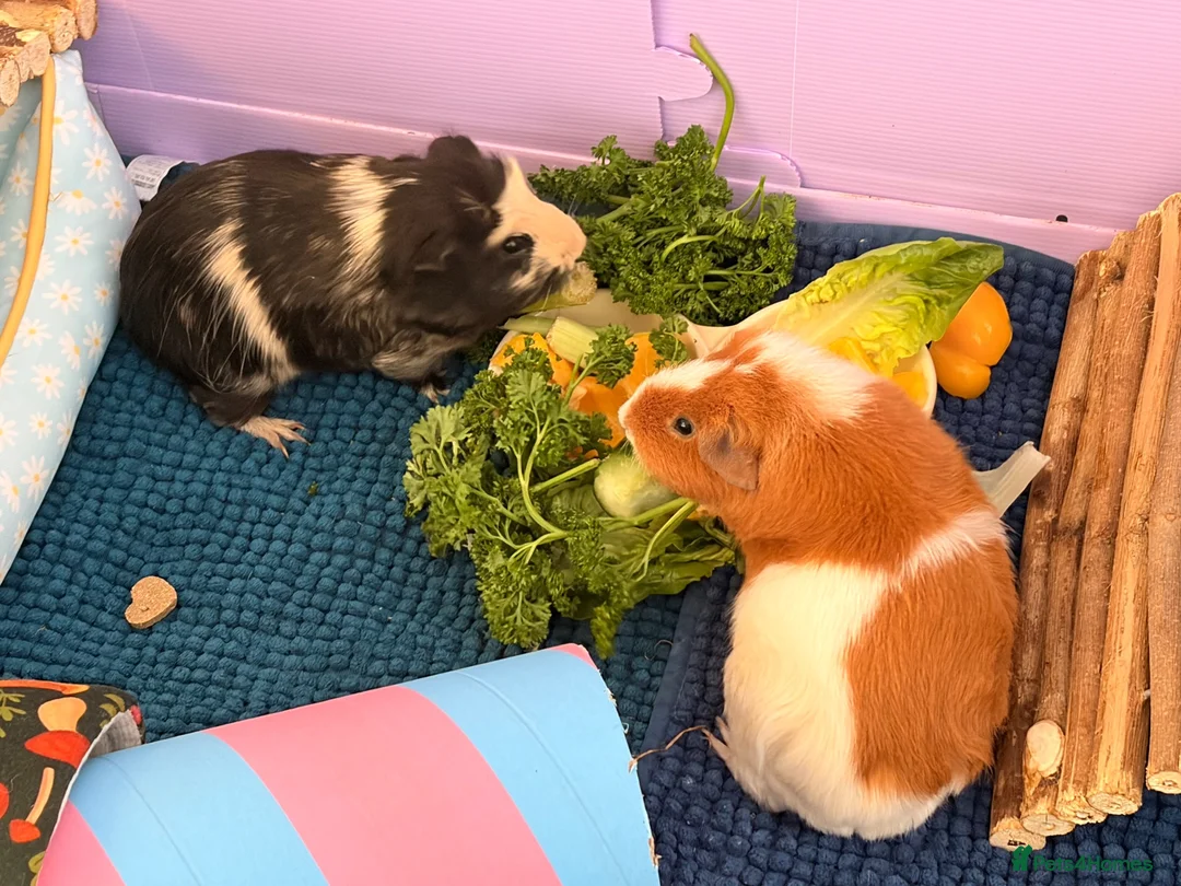 Guinea Pig rodents for sale: Bonded female guinea pigs for sale with cage - Advert 2