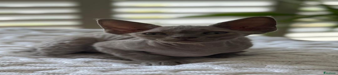 Devon Rex Kitten 5
