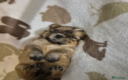 Shih Tzu dogs for sale: Beautiful Shih-tzu's - Image 8