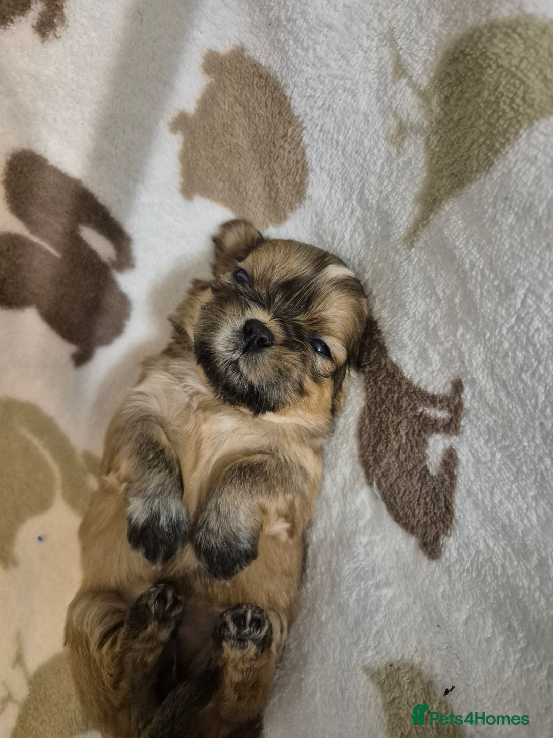 Shih Tzu dogs for sale: Beautiful Shih-tzu's - Image 8